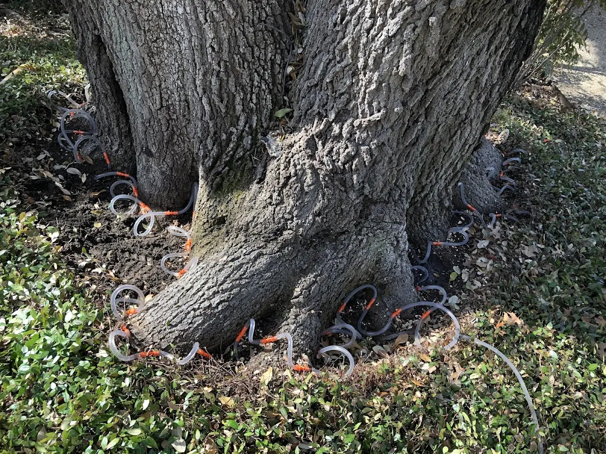 Detailed Tree Cabling and Bracing job site in Chloride