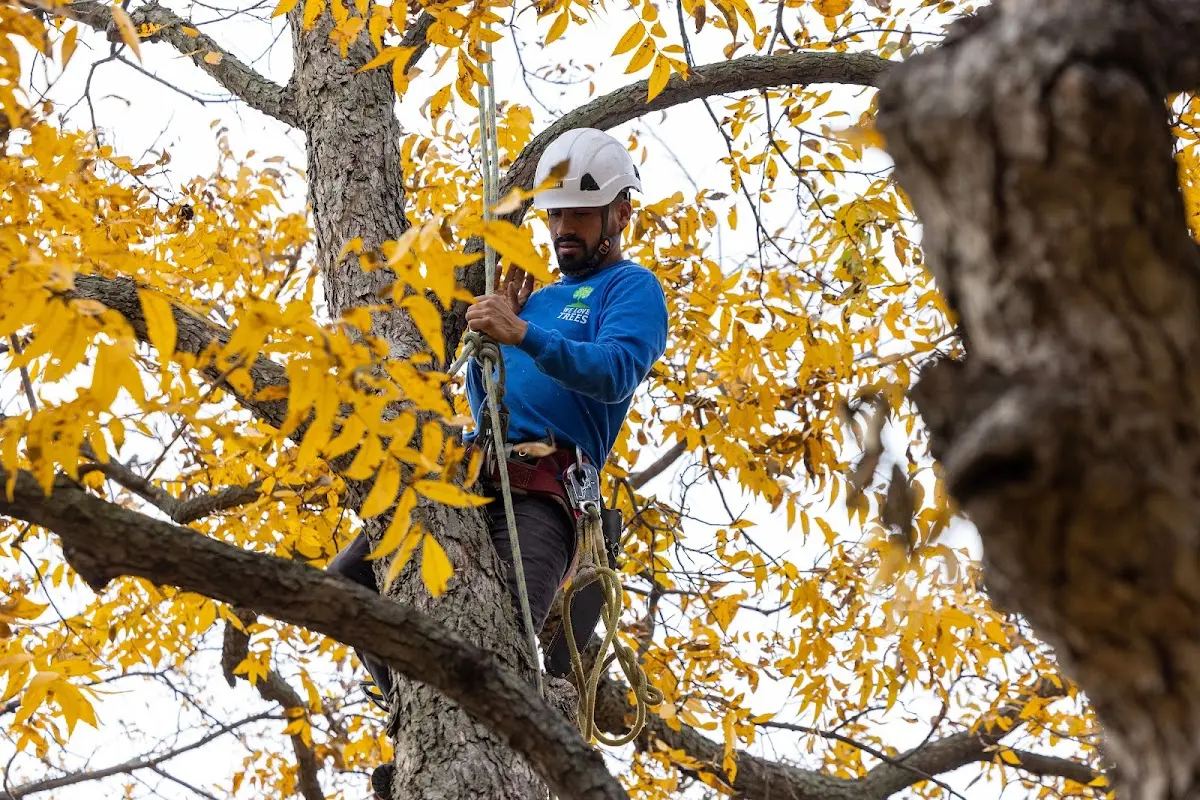 Skilled Tree Planing crew working in Chloride
